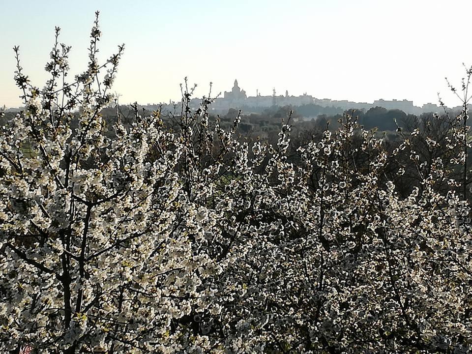 B&B Masseria Nardelli Locorotondo Buitenkant foto